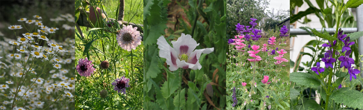 Cool Flowers: Der coole Trick für deinen Blumengarten - Cool Flowers: Der coole Trick für deinen Blumengarten und was sich dahinter verbirgt