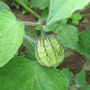 Physalis vorziehen