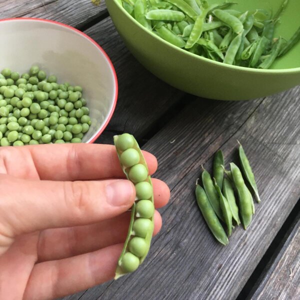 Zuckererbse Frühe Heinrich (Pisum sativum) Bio Saatgut