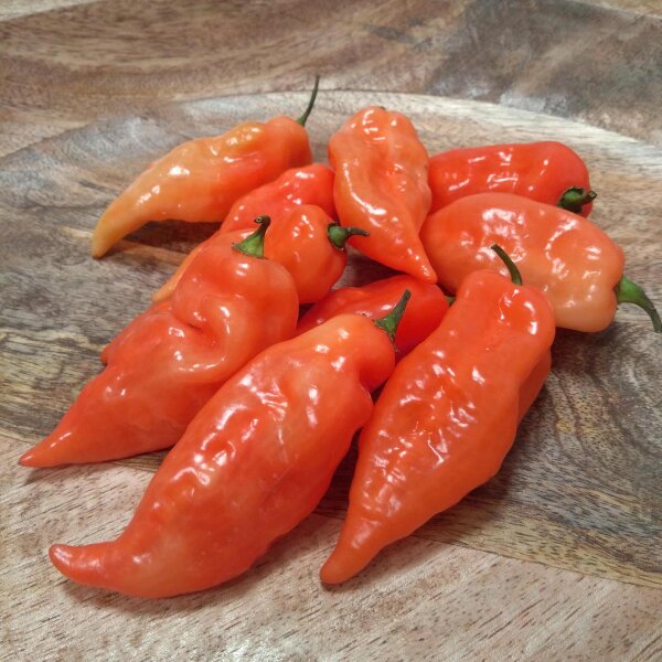 Milder Chili Habanada (Capsicum chinense) Samen