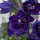 Pazifischer Hoher Rittersporn Magic Fountains-Dark Blue (Delphinium cultorum) Samen