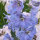 Pazifischer Hoher Rittersporn Magic Fountains-Sky Blue, White Bee (Delphinium cultorum) Samen