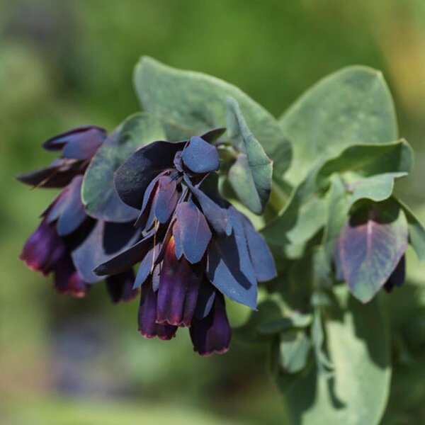 Große Wachsblume Blue (Cerinthe major) Samen