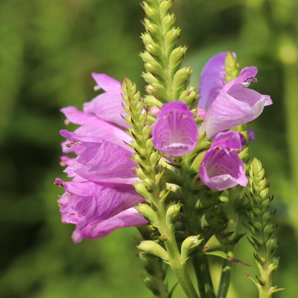 Virginia-Gelenkblume Rosea (Physostegia virginiana) Samen