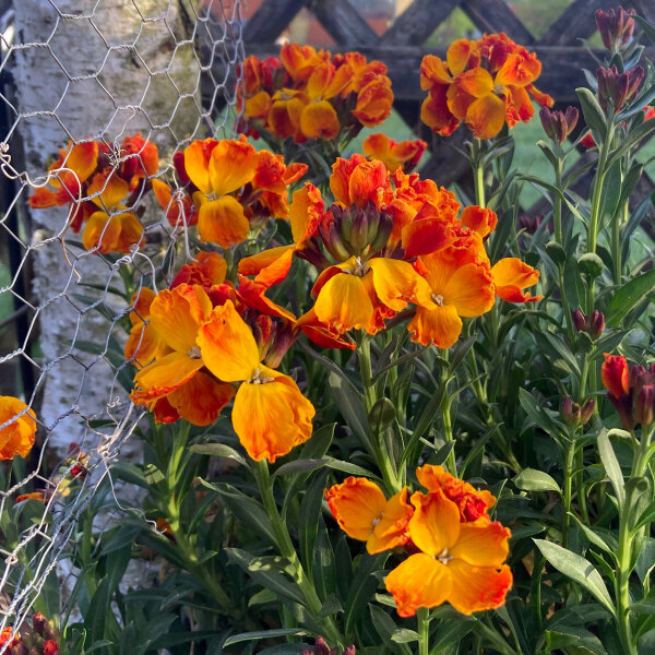 Goldlack Goliath Brown (Erysimum cheiri) Samen