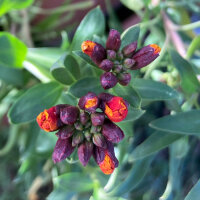 Goldlack Goliath Brown (Erysimum cheiri) Samen