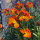 Goldlack Goliath Brown (Erysimum cheiri) Samen