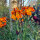 Goldlack Goliath Brown (Erysimum cheiri) Samen