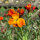 Goldlack Goliath Brown (Erysimum cheiri) Samen