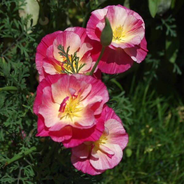 Kalifornischer Goldmohn Rose Chiffon (Eschscholzia californica) Samen