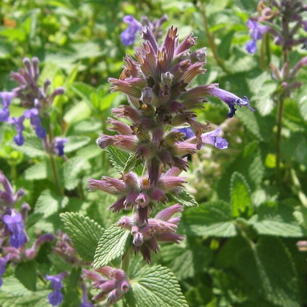 Katzenminze (Nepeta cataria) Bio Saatgut