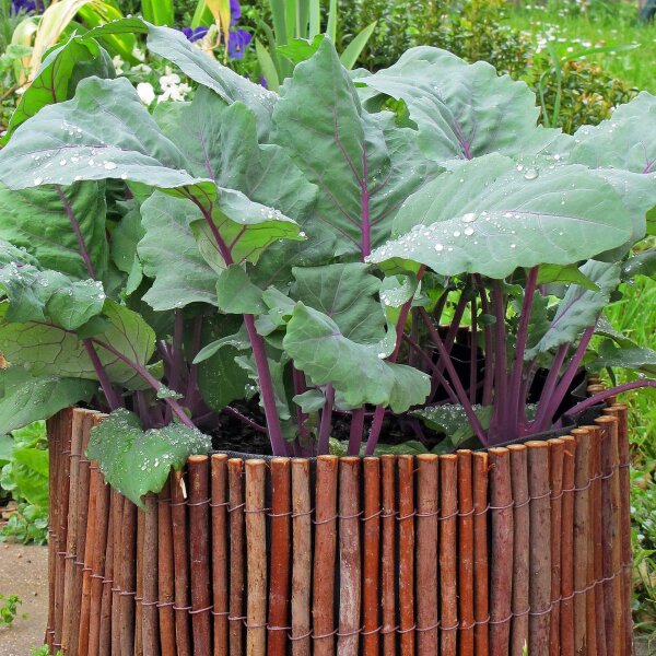 Violetter Kohlrabi Blauer Delikatess (Brassica oleracea var. gongylodes) Samen