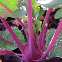 Violetter Kohlrabi Blauer Delikatess (Brassica oleracea var. gongylodes) Samen