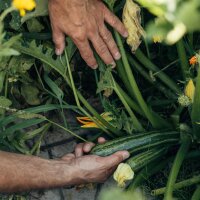 Unsere Pflanzenlieblinge: Mediterranes Gemüse für Selbstversorger*innen (Bio) - Samen-Geschenkset