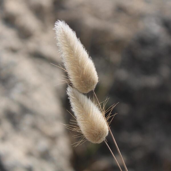 Hasenschwanzgras / Samtgras (Lagurus ovatus) Samen