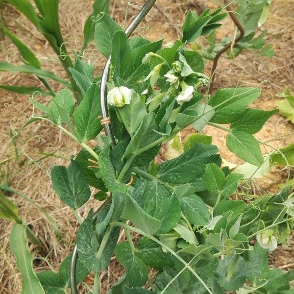 Markerbse Wunder von Kelvedon (Pisum sativum L. convar. medullare) Samen