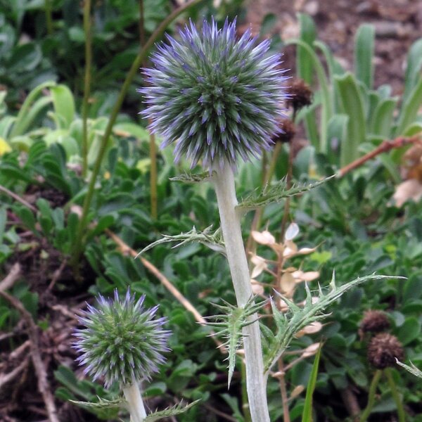 Blaue Kugeldistel (Echinops ritro) Samen