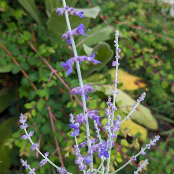 Blauraute / Silberstrauch Blue (Perovskia atriplicifolia) Samen