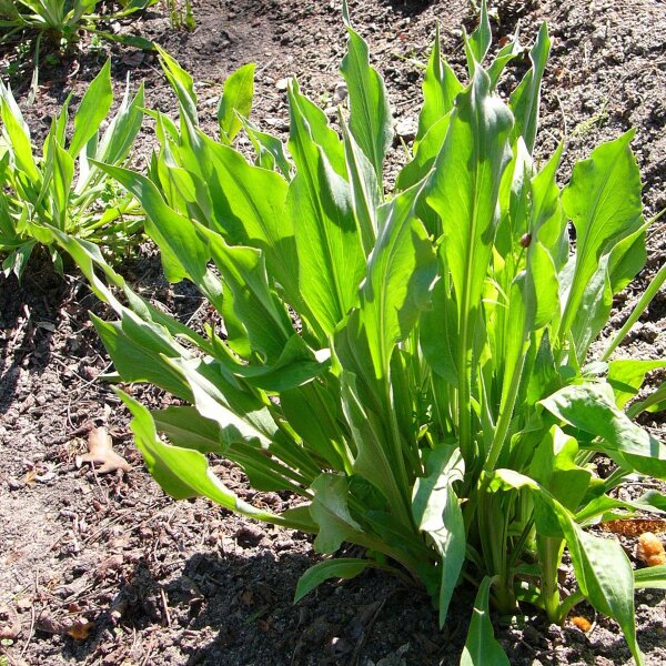 Schwarzwurzeln Einjährige Riesen (Scorzonera hispanica) Samen