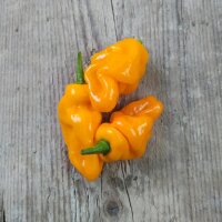 Milder Chili Trinidad Perfume (Capsicum chinense ) Samen