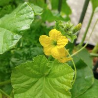 Cantaloupe Zuckermelone Charentais (Cucumis melo) Samen