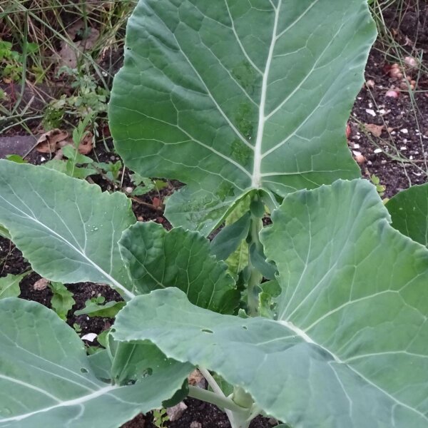 Chinesischer Brokkoli Kai-Lan (Brassica oleracea var. alboglabra) Samen