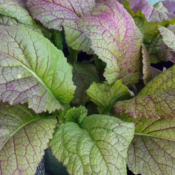 Roter Blattsenf Red Giant (Brassica juncea) Samen