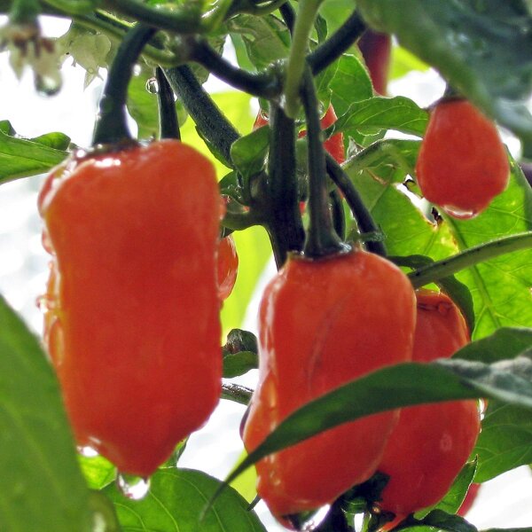 Habanero Chili -Urform- (Capsicum chinense) Bio Saatgut