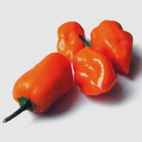 Habanero Chili -Urform- (Capsicum chinense) Bio Saatgut