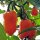 Habanero Chili -Urform- (Capsicum chinense) Bio Saatgut