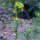 Gelbsenf / Weißer Senf (Sinapsis alba) Samen