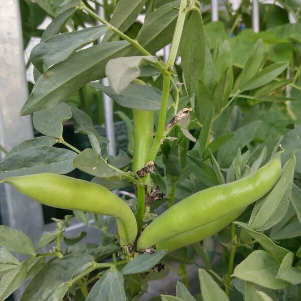 Dicke Bohne Extra precoce a grano violetto (Vicia faba) Samen