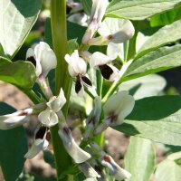 Dicke Bohne Extra precoce a grano violetto (Vicia faba) Samen