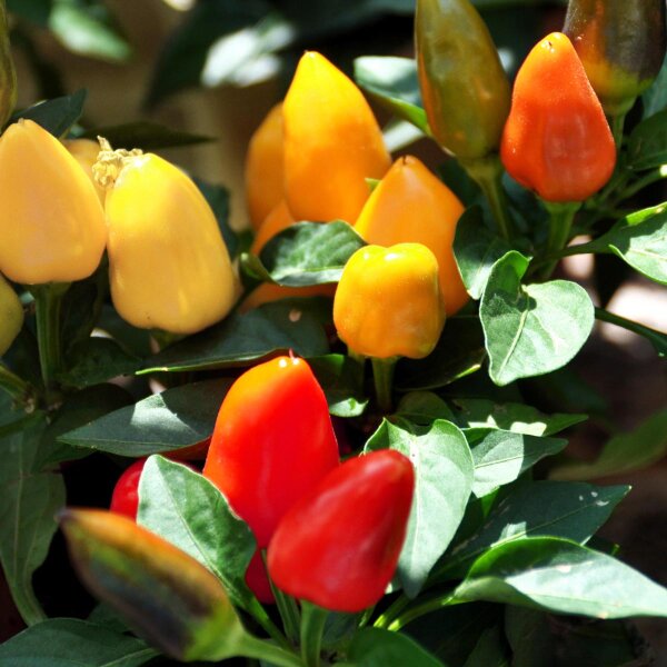 Asia-Chili Korean Hot (Capsicum annuum) Samen