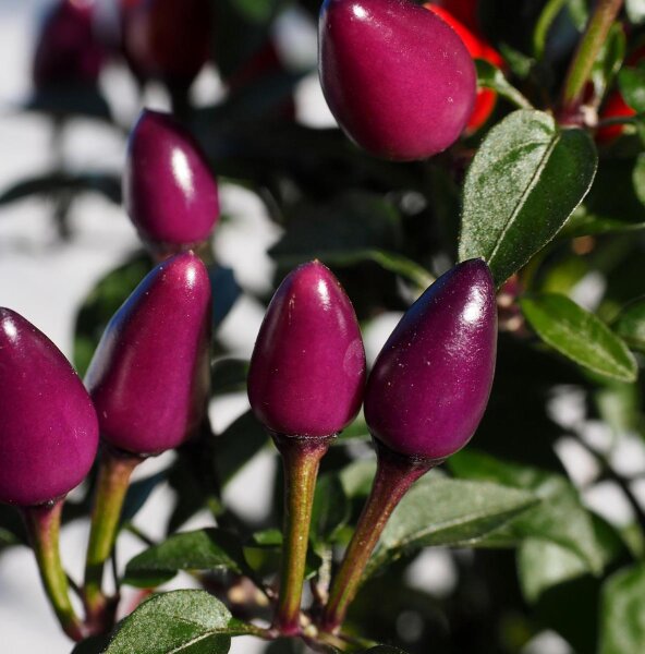 Chili Peruvian Purple (Capsicum frutescens) Samen