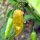 Chili Monkeyface (Capsicum chinense) Samen