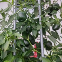 Mexikanischer Chili Chilhuacle Negro (Capsicum annuum) Samen