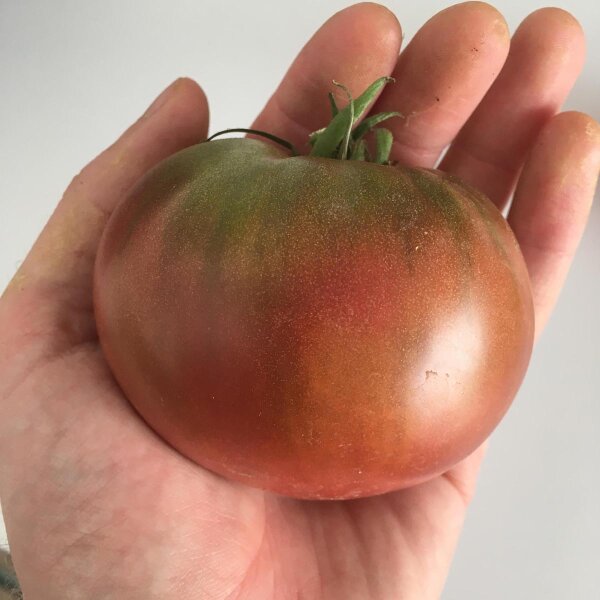 Kräftige Fleischtomate Carbon (Solanum lycopersicum) Samen