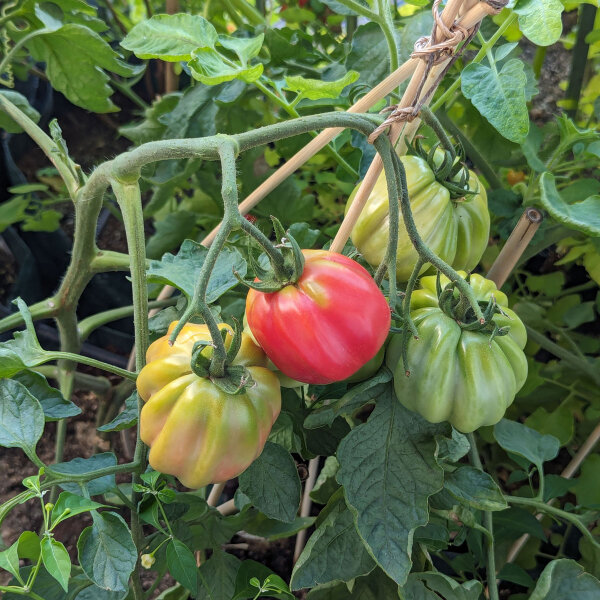 Gestreifte Fleischtomate Striped Stuffer (Solanum lycopersicum) Samen