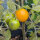 Ampeltomate Pendulina Yellow (Solanum lycopersicum) Samen