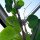 Hawaiianische Baby-Holzrose (Argyreia nervosa var. nervosa) Samen
