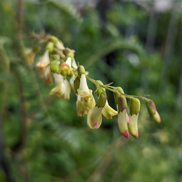 Chinesischer Tragant / Huang-Qi (Astragalus membranaceus) Samen