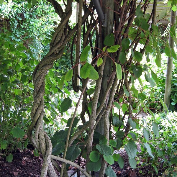 Kiwi/ Chinesischer Strahlengriffel (Actinidia chinensis) Samen