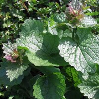 Knoblauchsrauke (Alliaria petiolata) Samen