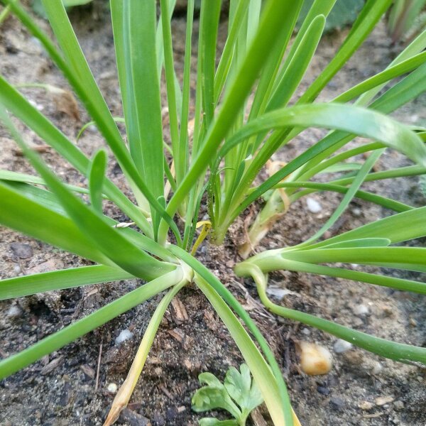 Berglauch (Allium senescens) Samen