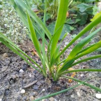 Berglauch (Allium senescens) Samen