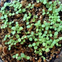 Qing Hao / Einjähriger Beifuss (Artemisia annua) Samen