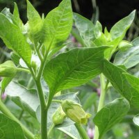 Gelbe Tollkirsche (Atropa belladonna var. lutea) Samen