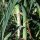 Porree Blaugrüner Winter (Allium porrum) Bio Saatgut