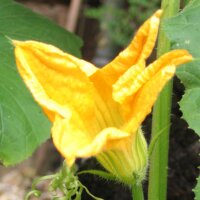 Hokkaido-Kürbis Red Kuri (Cucurbita maxima) Bio Saatgut